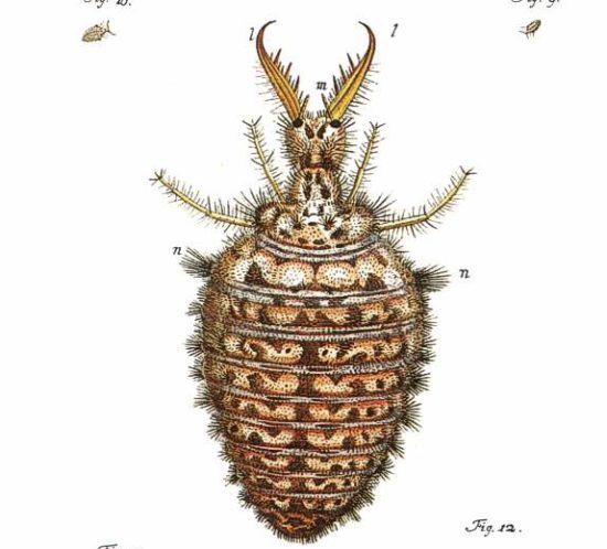 Ameisenloewe, Gravur von Roesel von Rosenhof, Wikipedia