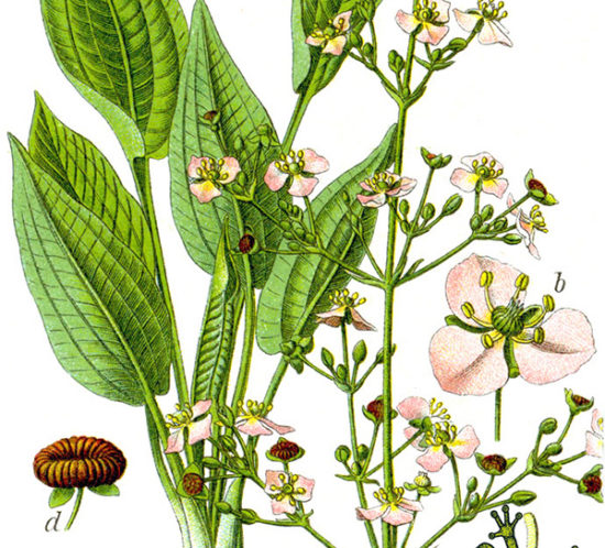 Alisma plantago-aquatica bei Jacob Sturm, v. Kurt Stübere auf  Wikipedia